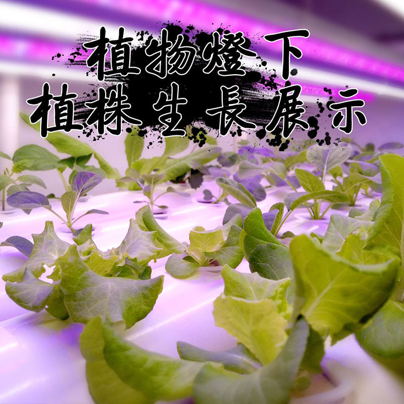 无土栽培